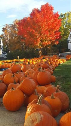 many pumpkins are lined up on the ground