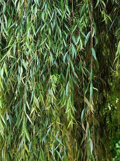 green leaves are hanging from the branches of a tree