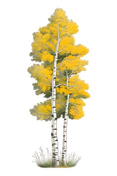 three trees with yellow leaves are shown in this drawing by artist and photographer mark miller