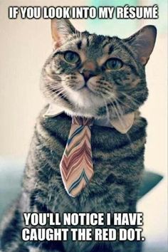 a cat wearing a neck tie sitting on top of a table with caption in spanish