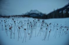 snow covered field with small red flowers in the foreground