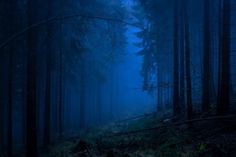 a forest filled with lots of tall trees covered in blue fog and light shining through the branches