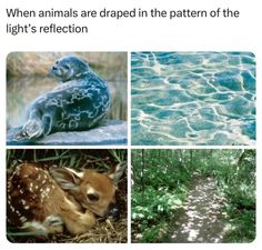 four different pictures with animals in them and the caption says, when animals are dropped in the pattern of the light's reflection