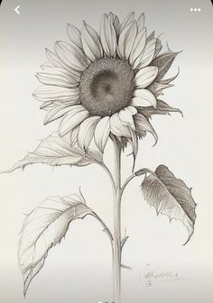 Sunflower Botanical Illustration, Sunflower Pencil Drawing, Sunflower Line Drawing, Sunflowers Drawing, Sunflower Drawings, Sunflower Outline, Sunflower Sketch, Realistic Flower Drawing