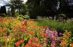 Summer is here: Leanne Megson takes a close look at candelabra primulas to mark the RHS Ga... Summer Is Here, Stonehenge