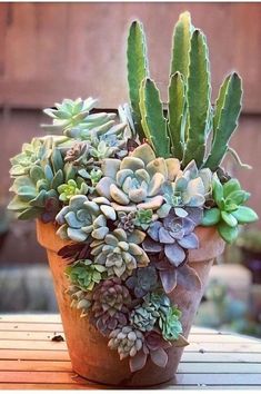 a potted plant with succulents is sitting on a wooden table outside