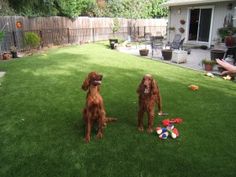 two brown dogs standing on top of a lush green yard