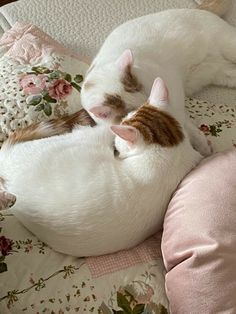 two cats are laying next to each other on a bed with pink and white pillows