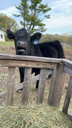 a black cow standing behind a wooden fence