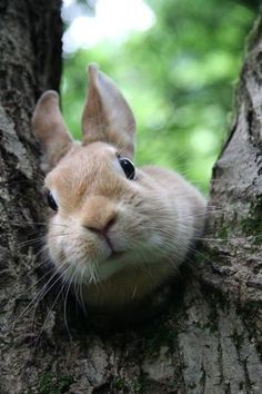 a rabbit is peeking out from behind a tree