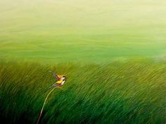 a painting of a bird sitting on top of a tall grass covered field