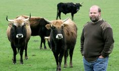 a man standing in front of several cows on a green grass covered field with two bulls behind him