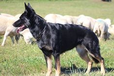 a dog standing in front of a herd of sheep