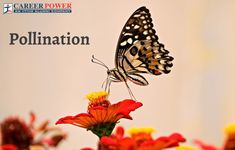 a butterfly sitting on top of a flower with the words pollination in front of it