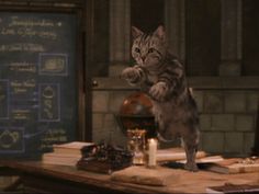 a cat standing on its hind legs in front of a chalkboard with writing on it