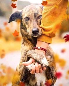 a person holding a dog in their arms with autumn leaves falling around them on the ground