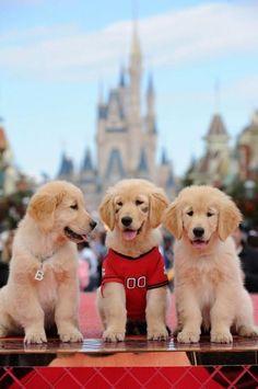 three puppies sitting on top of a table in front of a castle at disney world