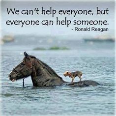 Florida Job for Every Job Seeker Horse Quotes, Ronald Reagan, Animal Quotes, Random Acts Of Kindness, Quotable Quotes, A Horse, 귀여운 동물, Beautiful Quotes, Great Quotes