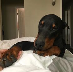 a black and brown dog laying on top of a bed next to a persons hand