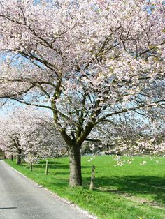 a tree with lots of pink flowers in the middle of a road that is lined with green grass