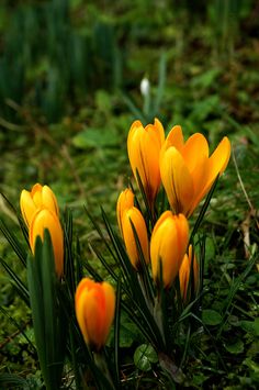 some yellow flowers are growing in the grass