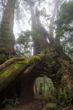 an old tree with moss growing on it's roots in the forest, surrounded by trees