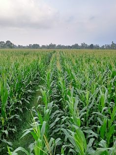 a field full of green corn with trees in the background