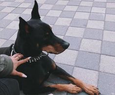 a black and brown dog laying on the ground next to a persons hand with his leg in the air