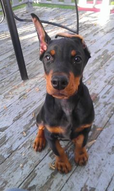 a black and brown dog sitting on top of a wooden deck