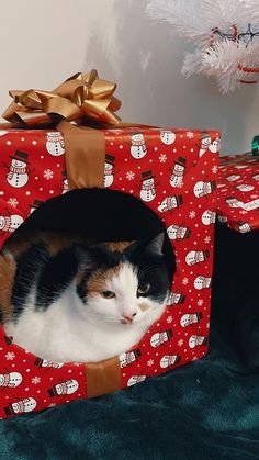 a cat is laying in a christmas gift box