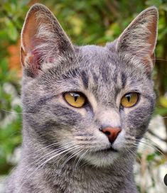 a close up of a cat with yellow eyes and green leaves in the back ground