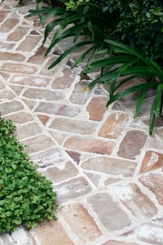 a green plant sitting on top of a stone walkway