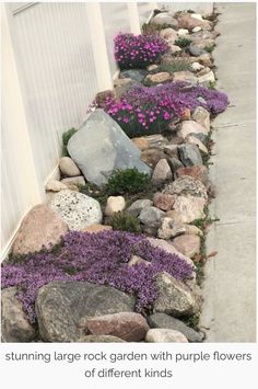 purple flowers are growing in the rocks along the side of a house's driveway