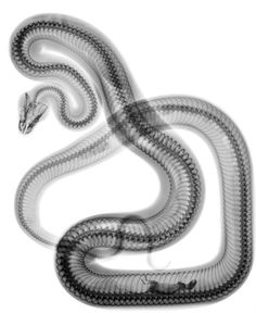 a black and white photo of a snake