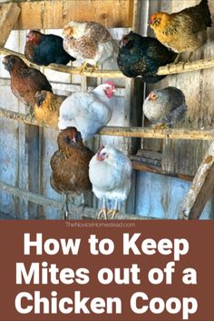 chickens in a coop with text overlay how to keep mitts out of a chicken coop