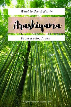 bamboo trees with the words what to see and eat in arashijama from kyyola, japan