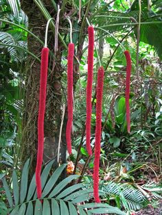 some very pretty red flowers hanging from the side of a palm tree in a forest