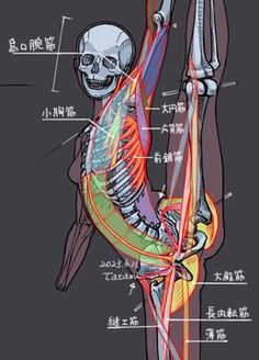 an image of a human skeleton with muscles labeled in english and chinese characters on it