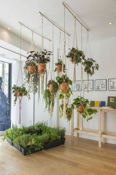 several hanging plants in pots on the wall next to a table with books and pictures