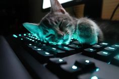 a kitten sleeping on top of a keyboard with the caption that reads, that 3pm feeling