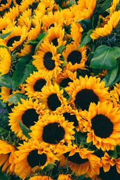 a large group of sunflowers with green leaves