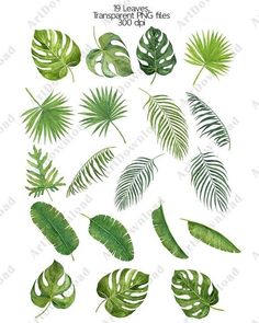 various types of tropical leaves on a white background