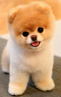 a small brown dog standing on top of a carpet