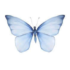 a blue butterfly with wings spread out