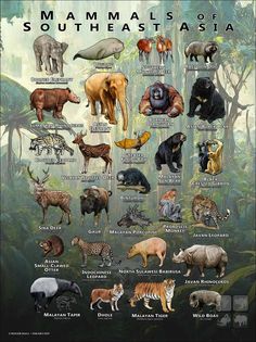 an illustrated poster with different types of animals