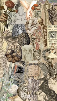 a collage of different types of human body parts, including the brain and heart