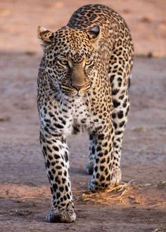 a large leopard walking across a dirt field