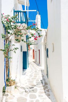 an alley way with white buildings and flowers on the trees in front of each building