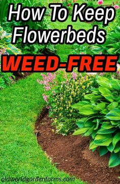 Garden Weeds, Landscaping Tips, Gardening Flowers, Flower Gardens, Gardening Plants, Gardening Landscaping