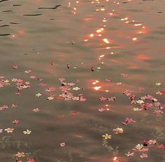 flowers floating on the water at sunset